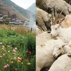 Links bunte Blumenwiese und Dorf an Berghang, rechts Herde aus Ziegen und Schafen dicht beieinander.