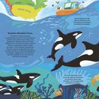 Southern Resident Orcas: Infos über Lebensweise, Jagd und Sozialverhalten. Illustrationen mit Orcas, Fischen und einem Boot.