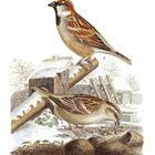 Illustration von zwei Vögeln: Oben auf einem Ast, unten auf dem Boden. Schnee und ein Dach im Hintergrund.