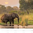 Text: „Elefant im Mudumu National Park“. Ein Elefant im Wasser, Sonnenuntergang im Hintergrund, Bäume und Gräser umgeben ihn.