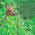 Links ein Rehkopf zwischen grünen Blättern, rechts Text über ein Reh und einen kleinen Bären.