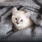 Kalender zeigt den Monat Februar. Ein weißes Kätzchen mit blauen Augen liegt auf einem grauen Strickpullover.