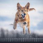 Kalender mit Februar-Daten, darunter ein springender, glücklicher Golden Retriever im Schnee.