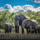 Kalender für Februar mit Elefantenherde in grüner Landschaft, blauer Himmel und Wolken im Hintergrund.