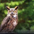 Ein Kalender zeigt Februar mit einer Eule im Vordergrund vor einem grünen Hintergrund.