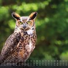 Ein Kalender für den Monat mit einer Eule im Vordergrund und verschwommenem, grünem Hintergrund.