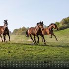 Kalender mit Zahlen und Tagen, zwei braune Pferde laufen auf einer grünen Wiese bei sonnigem Wetter vor Bäumen.