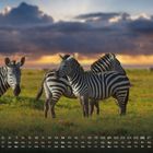 Kalender für März, Zebras stehen auf einer grünen Wiese bei Sonnenuntergang, dramatische Wolken am Himmel.