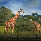 Kalenderdaten unten, zwei Giraffen stehen in einer grünen Savannenlandschaft mit vereinzelten Bäumen.
