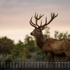 Der Text zeigt "Rothirsch" und die Zahl "2" über einem Kalender. Ein Hirsch steht majestätisch in grüner Natur.