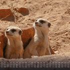 Kalenderblatt für Februar mit Erdmännchen in der Wüste, die aufmerksam aus einem Loch schauen.