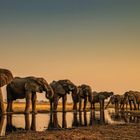 "Eine majestätische Gruppe Elefanten an einem austrocknenden Wasserlauf im Reservat Selinda (Botswana, 2016)."

Elefanten am Wasser, reflektiert im ruhigen Wasserlauf, umgeben von einer Weite und einem leuchtend orangefarbenen Himmel.