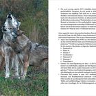 Text beschreibt die Akzeptanz eines Wolfsbestands. Bild zeigt heulende Wölfe in einer bewachsenen Landschaft.
