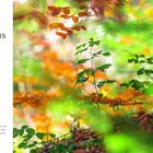 „Mein langer Weg zum Luchs“ – Erzählung über eine Wanderung und Kindheitserinnerungen. Rechts: Ein Luchs im bunten Wald.