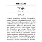 Mitternacht. Feige (Ficus spp.). Weltweit. Beschreibung einer nächtlichen Szene in einem indischen Dorf unter einem Feigenbaum.