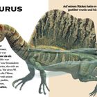 Spinosaurus: großer Jäger, 15 Meter, Nordafrika, Ägypten & Marokko. Segel am Rücken, lebte im Wasser. Gewicht: 7000 kg.