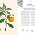Neroli: Ätherisches Öl der Bitterorange, Blumigkeit, süße Orangenfrische. Illustration: Zweig mit Blüten und Orange.