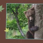"When times get tough, just grab something sturdy and hold on." Ein Bär umklammert einen Baum im Wald. Einfache Farben.