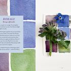 Text über Borretsch mit einem Zitat von Jane Bothwell. Links bunte Aquarellflächen, rechts Borretschblüte und Blätter auf Farbfeldern.
