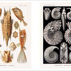 Links: "Ostraciontes. - Kofferfische." Farbige Fische und Muster. Rechts: "Ammonitida. - Ammonshörner." Schwarzweiße Fossilien.