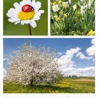 16. Woche 2027, April. Ein Kalender mit einem blühenden Baum, Gänseblümchen mit Marienkäfer und Narzissen.