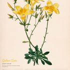 Gelber Lein (LINUM FLAVUM), 16. WOCHE 2027, April. Illustration von gelben Blüten mit grünen Blättern.