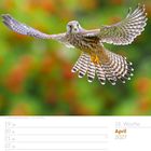 16\. Woche, April 2027 Kalender. Datum 19.–25. Ein Falke fliegt mit ausgebreiteten Flügeln vor unscharfem, buntem Hintergrund.