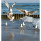 „19 MAI“ und Wochentage unten. Möwen am Strand fliegen und stehen im Wasser mit leichter Brandung im Hintergrund.