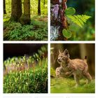 17. Woche 2027 apr/mai. Kalender mit Waldmotiven: Bäume, Farn, Moos und ein spielendes Luchsjunges.