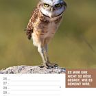 Text: "ES WAR GAR NICHT SO BÖSE GESAGT, WIE ES GEMEINT WAR." Ein Kaninchenkauz auf einem Felsen. Kalenderseite.