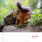 Text: "Eichhörnchen", "17. Woche", "April/Mai 2027". Ein Eichhörnchen auf einem Ast mit unscharfem, grünem Hintergrund.