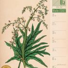 Kalender für Woche 17/2027 mit Illustration von Handlappiger Rhabarber. Datumsspanne vom 26. April bis 2. Mai.