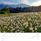 Kalenderblatt mit Wochenübersicht und Bildbeschreibung: Weiße Narzissen vor Bergkulisse in den Julischen Alpen, Slowenien.