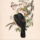 "Weißkopftaube (Patagioenas Leucocephala) Illustration. Kalenderdaten 26. April - 2. Mai 2027." Zwei Vögel auf Zweigen mit roten Beeren.