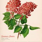 Kalenderseite mit Wochenübersicht vom 26. April bis 2. Mai 2027. Rote Fliederblüten und grüne Blätter als Illustration.