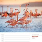 April/Mai 2027. 17. Woche. Viele Flamingos stehen im Wasser bei Sonnenuntergang.
