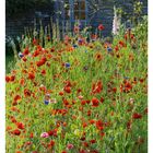 20. Mai. Wildblumenwiese mit Klatschmohn und Kornblumen vor einem steinernen Gebäude mit Fenstern.