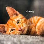 Text: "Charlie". Eine rote Katze liegt entspannt auf einem grauen Stoff. Ihr Blick ist ruhig und aufmerksam.