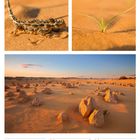 Kalenderseite: Christi Himmelfahrt am 6. Mai. Fotos zeigen eine Wüstenlandschaft mit Echse, Pflanze und Felsen.