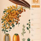 Schrift "05 Mai Woche 18|2027", Illustration von gelben Früchten und Pflanzenteilen, Titel "Dattelpalme".