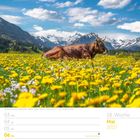 Text oben: "Braunvieh auf einer Bergweide - Allgäuer Alpen - Bayern - Deutschland." Darunter eine Kuh auf einer Blumenwiese vor Bergen.