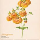Pantoffelblume (Calceolaria), 18. Woche 2027, Mai. Illustration einer gelb-roten Blume mit grünen Blättern.