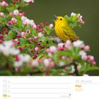 "Christi Himmelfahrt," "18. Woche," "Mai 2027." Gelber Singvogel auf blühendem Ast mit rosa-weißen Knospen.