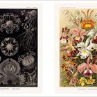 Links: „Ascomycetes - Schlauchpilze“. Rechts: „Orchideae - Knabenkraut“. Links schwarz-weiß, rechts bunte Orchideen.