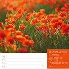 "In jedem Menschen ist Sonne, man muss sie nur zum Leuchten bringen." - Sokrates. Kalenderblatt Mai 2027. Rote Mohnwiese.