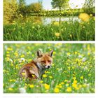 10 Mo, 11 Di, 12 Mi, 13 Do, 14 Fr, 15 Sa, 16 So, Pfingstsonntag, 19. Woche 2027, MAI. Ein Fuchs im Blumenfeld, Teich im Hintergrund.