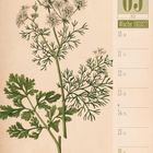 05 Mai, Woche 19|2027. Illustration von Korianderpflanze mit blühenden weißen Blüten und grünen Blättern.