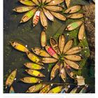 Boote sind blütenblattförmig angeordnet. "16 So, Pfingstsonntag, 19. Woche 2027, MAI" steht darunter.