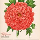 Text: Strauch-Pfingstrose, Mai, 10-16, 19. Woche 2027. Illustration einer roten Pfingstrose mit grünen Blättern.