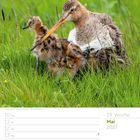 19. Woche, Mai 2027, 16 So, Pfingstsonntag. Uferschnäpfen (Limosa limosa). Eine Uferschnepfe mit Küken im grünen Gras.